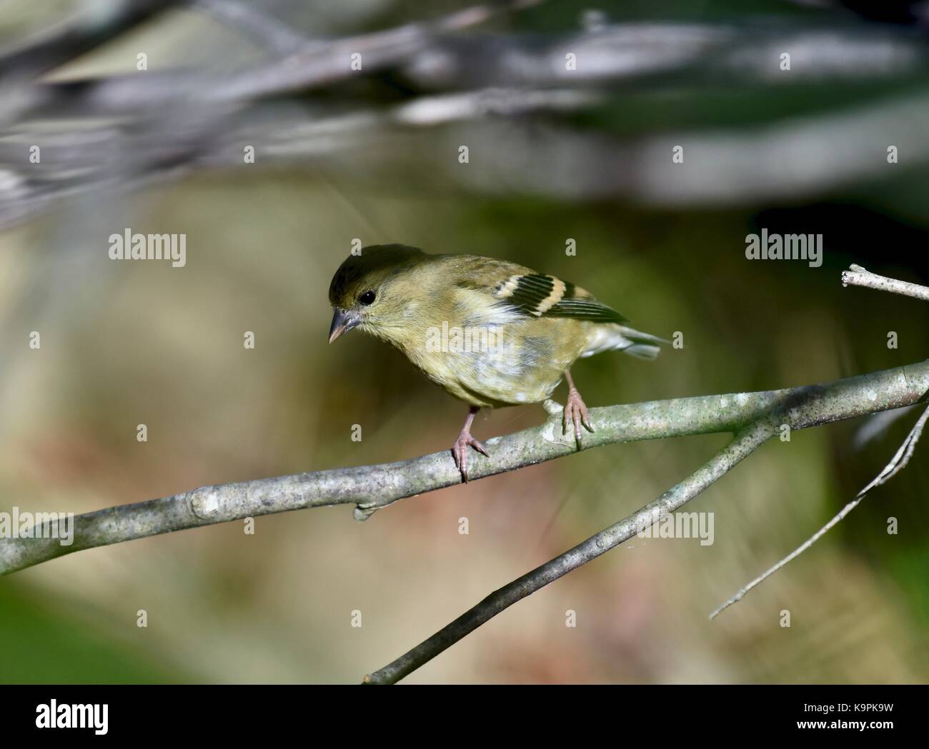 American cardellino (spinus tristis) maschio non piumaggio di allevamento Foto Stock