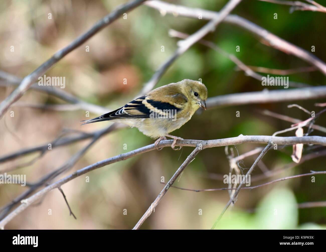 American cardellino (spinus tristis) maschio non piumaggio di allevamento Foto Stock