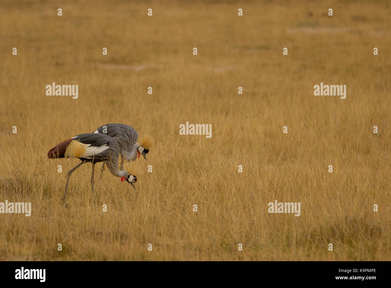 Viagem ao quênia em 2012 Foto Stock