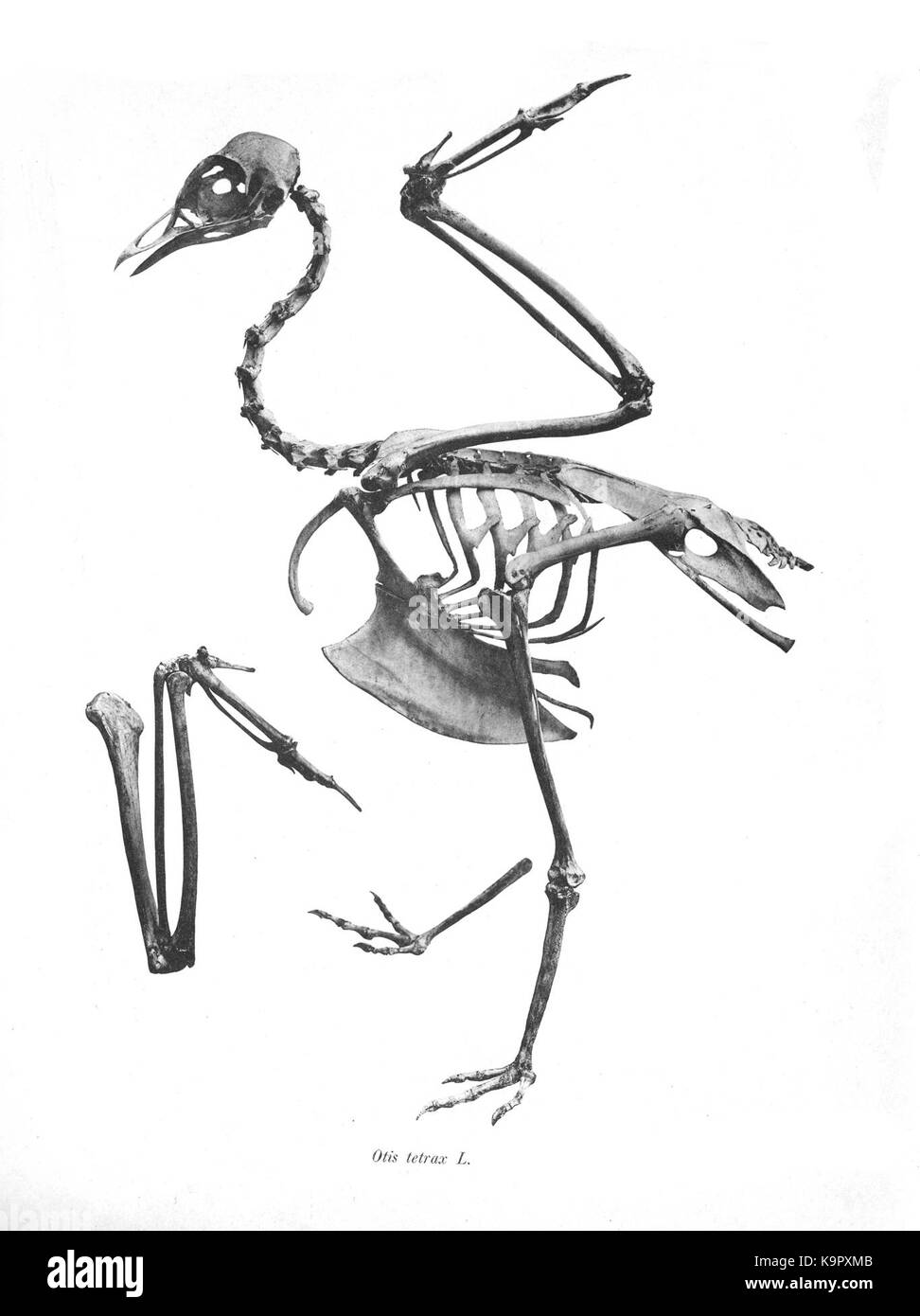 Otis tetrax 105 Foto Stock