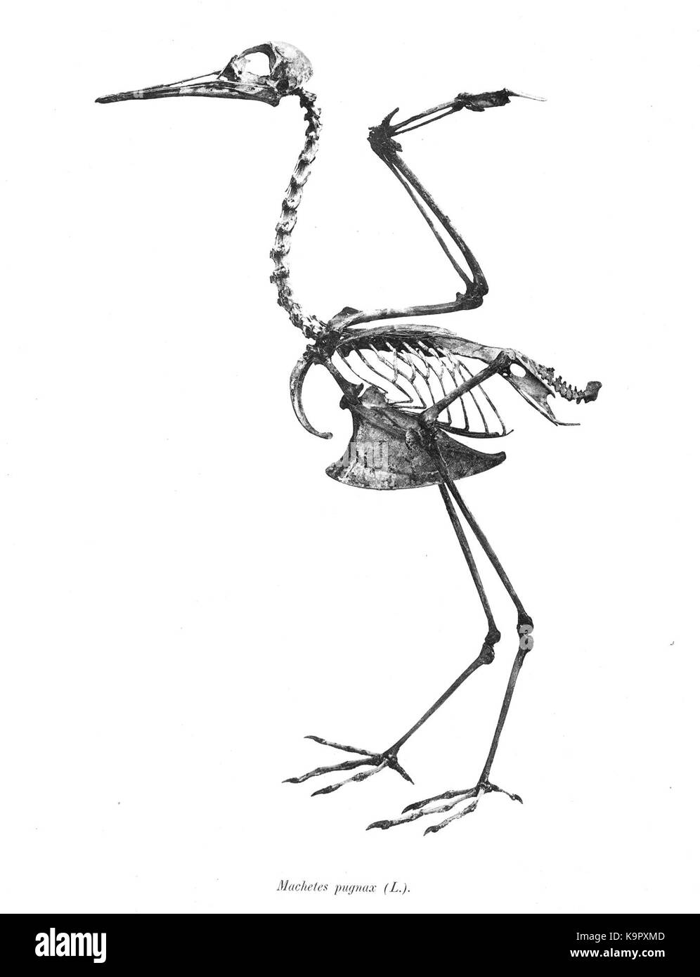 Philomachus pugnax 107 Foto Stock