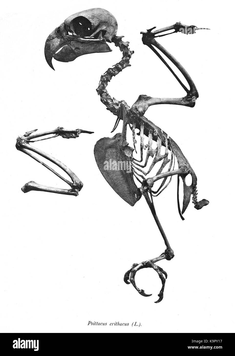 Psittacus erithacus 65 Foto Stock