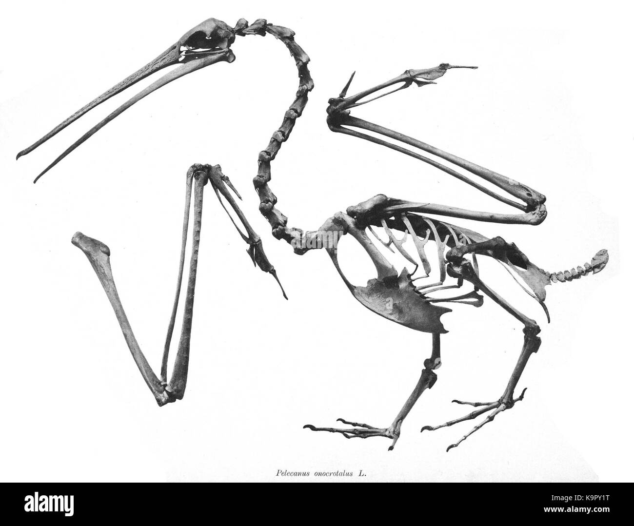 Pelecanus onocrotalus, comunemente noto come il grande pellicano bianco, è un grande uccello d'acqua che si trova in alcune parti dell'Europa, dell'Asia e dell'Africa, riconosciuto per il suo caratteristico becco lungo e le grandi dimensioni. Foto Stock