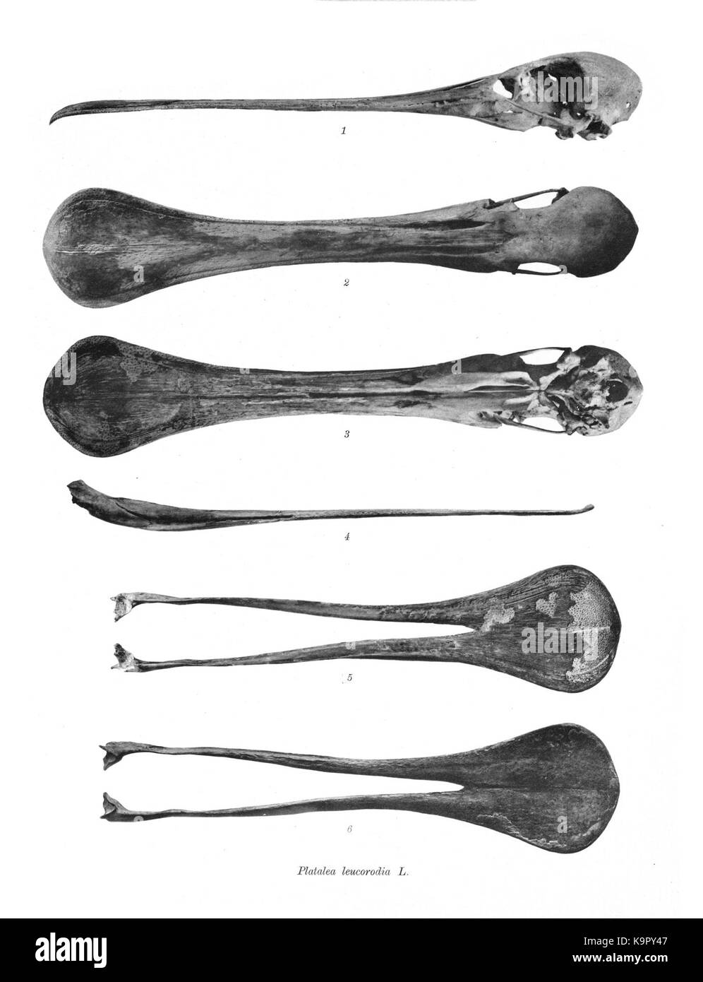 La Platalea leucorodia, conosciuta anche come Eurasian Spoonbill, è un uccello wader originario dell'Europa, noto per il suo distinto becco lungo e piatto. Questa immagine cattura l'uccello nel suo habitat naturale, mostrando le sue caratteristiche e il suo comportamento. Foto Stock