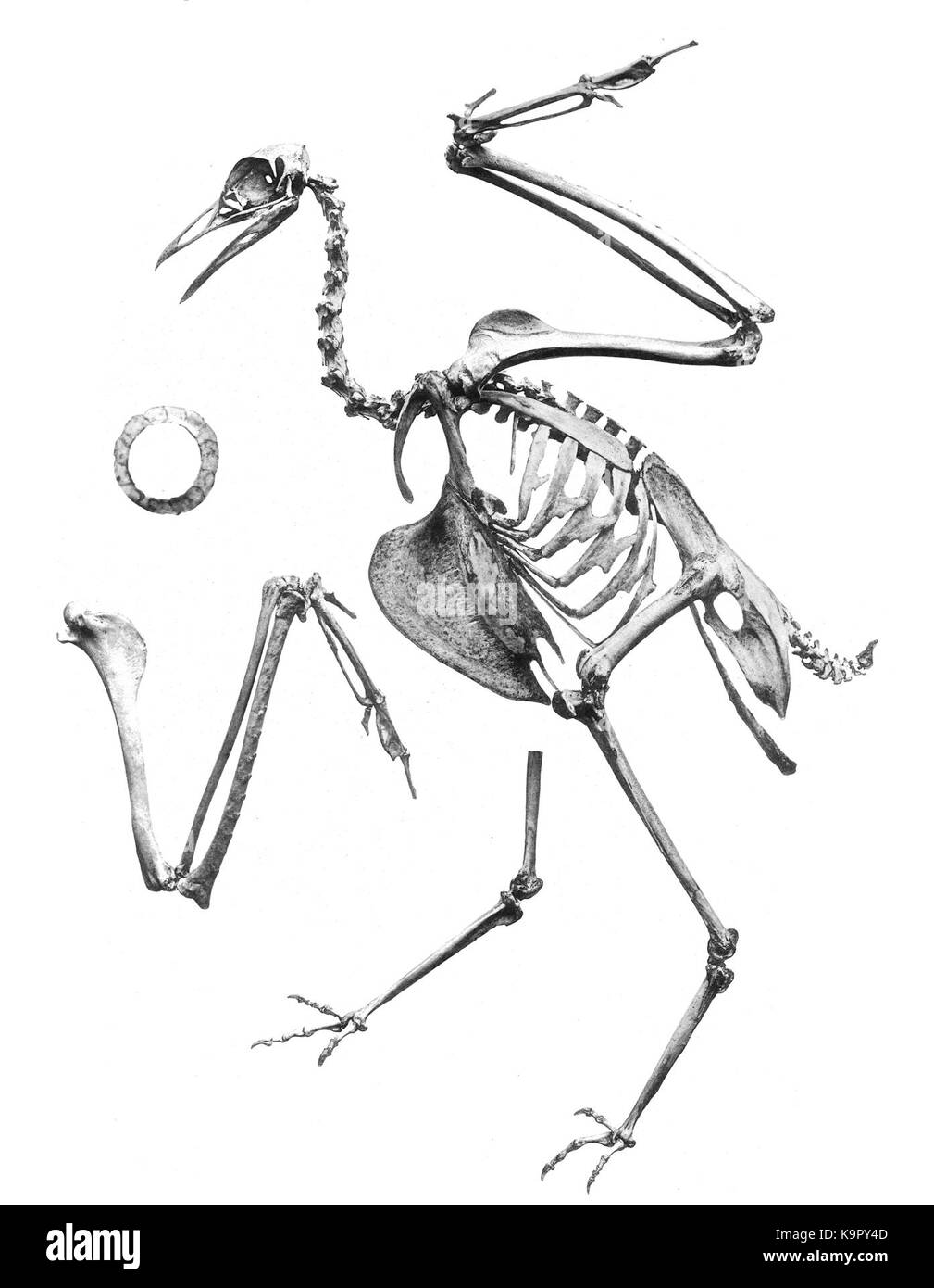 Otis tarda 235 Foto Stock