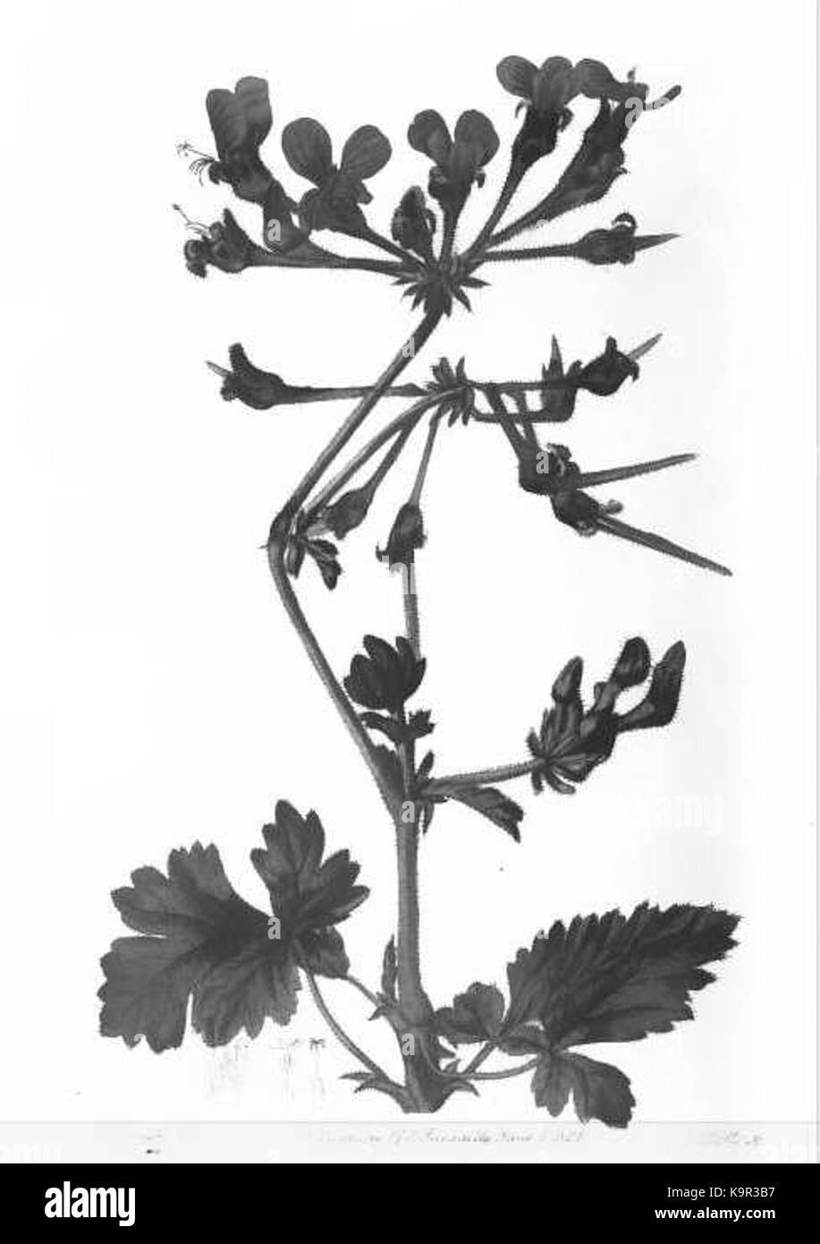 Pelargonium fulgidum Foto Stock