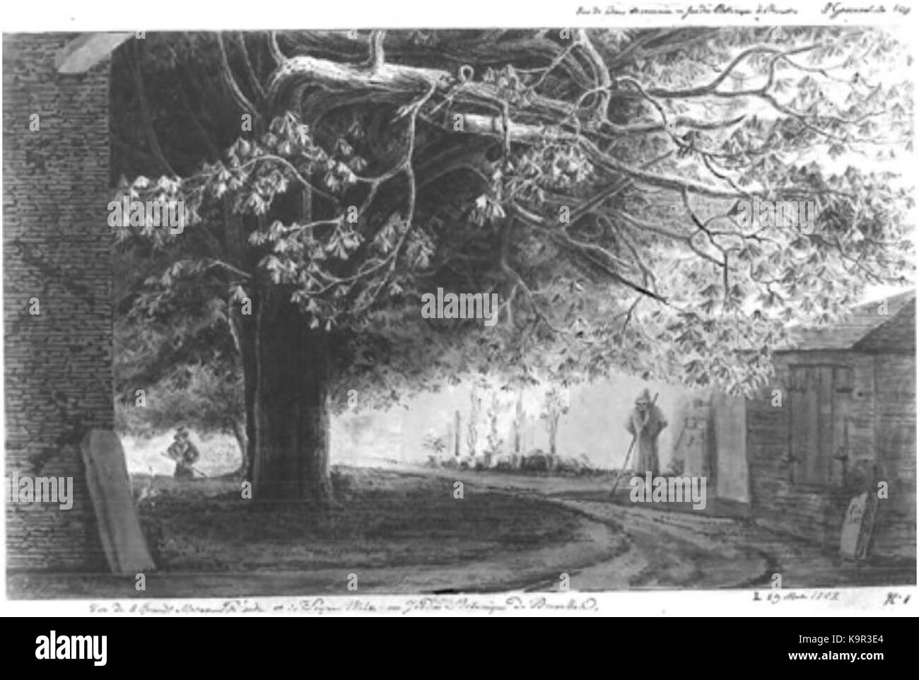 P. Vitzthumb, twee kastanjebomen in de botanische tuin van Brussel Foto Stock