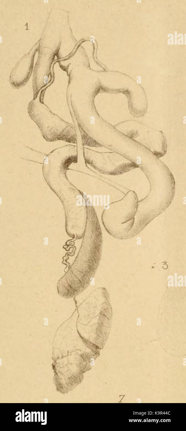 Una descrizione scientifica dettagliata della specie Pollonera eumilax Intermittens, parte del BollMus Zoology and Anatomy Compendium, che illustra le sue caratteristiche anatomiche e zoologiche. Foto Stock