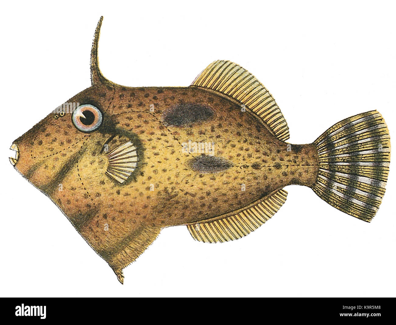 Paramonacanthus cryptodon 1700 1880 Stampa Zoologica Iconographia Collezioni Speciali Università di Amsterdam UBA01 IZ15400131 Foto Stock