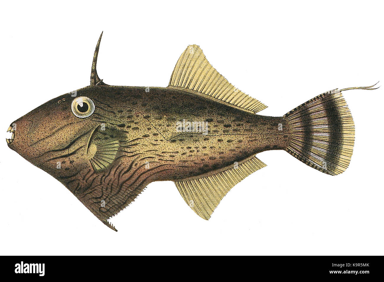 Paramonacanthus curtorhynchos 1700 1880 Stampa Zoologica Iconographia Collezioni Speciali Università di Amsterdam UBA01 IZ15400133 Foto Stock