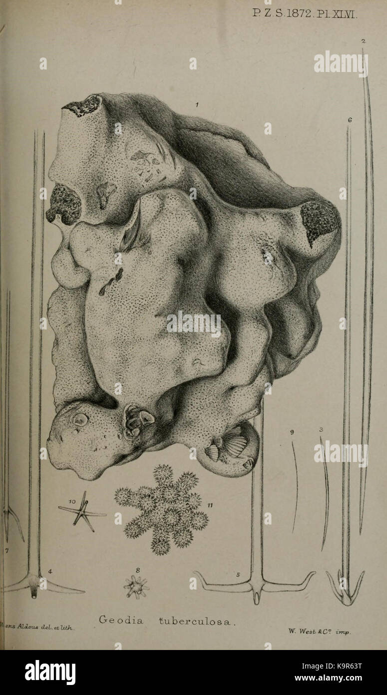 Questa illustrazione tratta dal Proceedings of the Zoological Society of London offre una panoramica degli studi zoologici e della storia naturale. Combina arte ed esplorazione scientifica, documentando varie specie e ricerca ecologica. Foto Stock