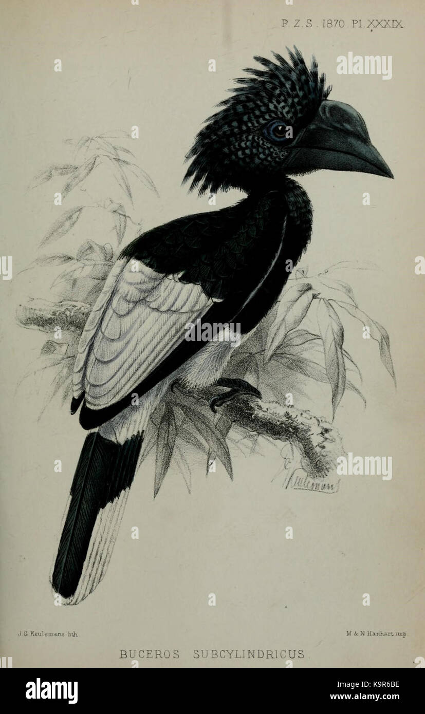 Un disegno degli atti della società Zoologica di Londra, che illustra soggetti zoologici, possibilmente una specie del mondo naturale, presentato sotto forma di una pubblicazione vintage dalla Natural History Museum Library. Foto Stock