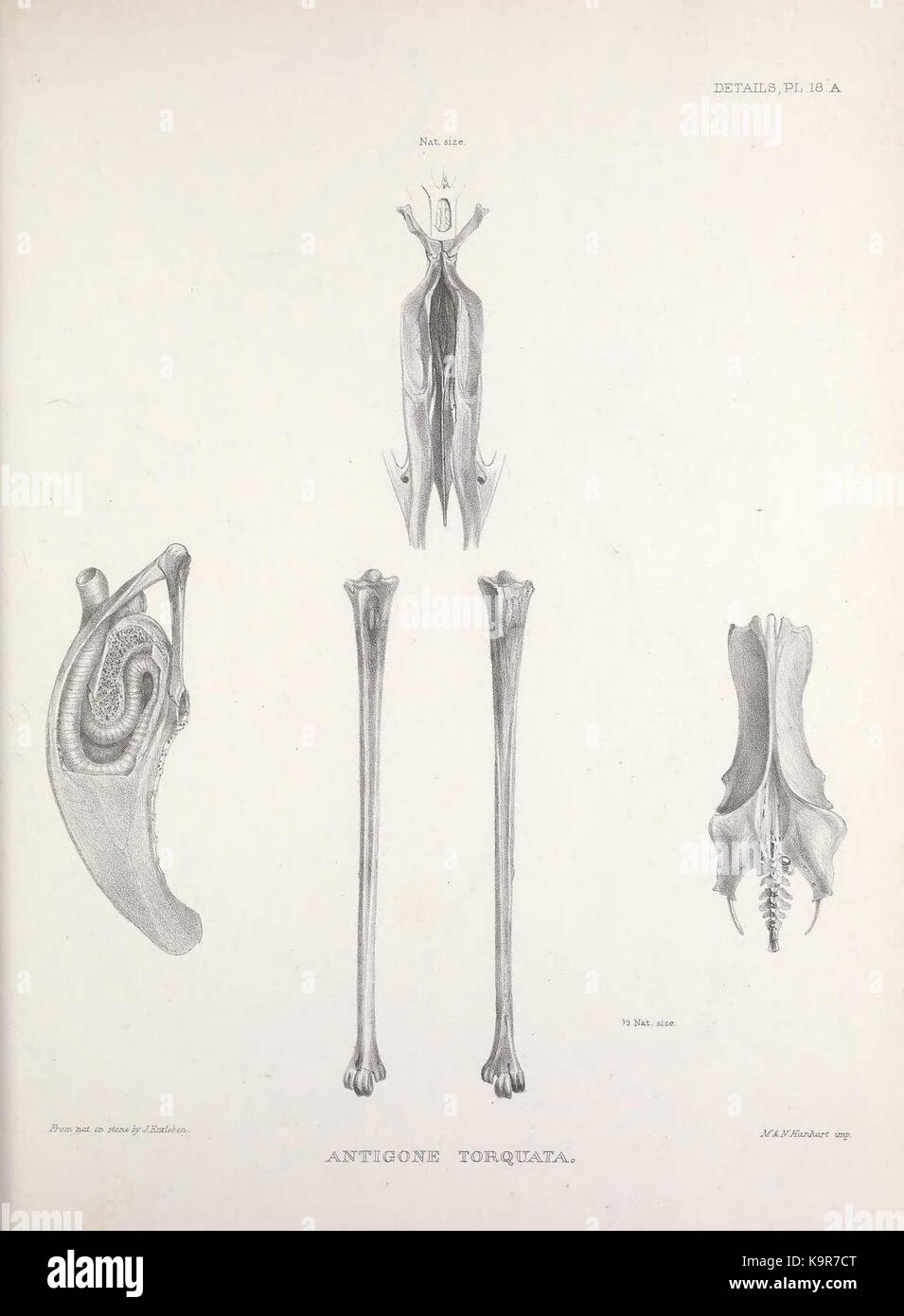 Osteologia avium, o uno schizzo della osteologia di uccelli (dettagli PL. 18.A) (8536158203) Foto Stock