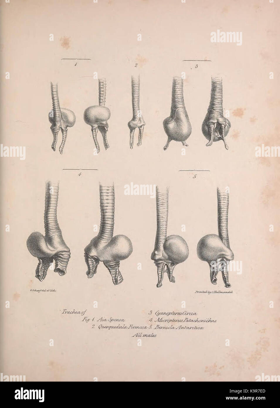 Osteologia avium, o uno schizzo della osteologia di uccelli (8537239728) Foto Stock