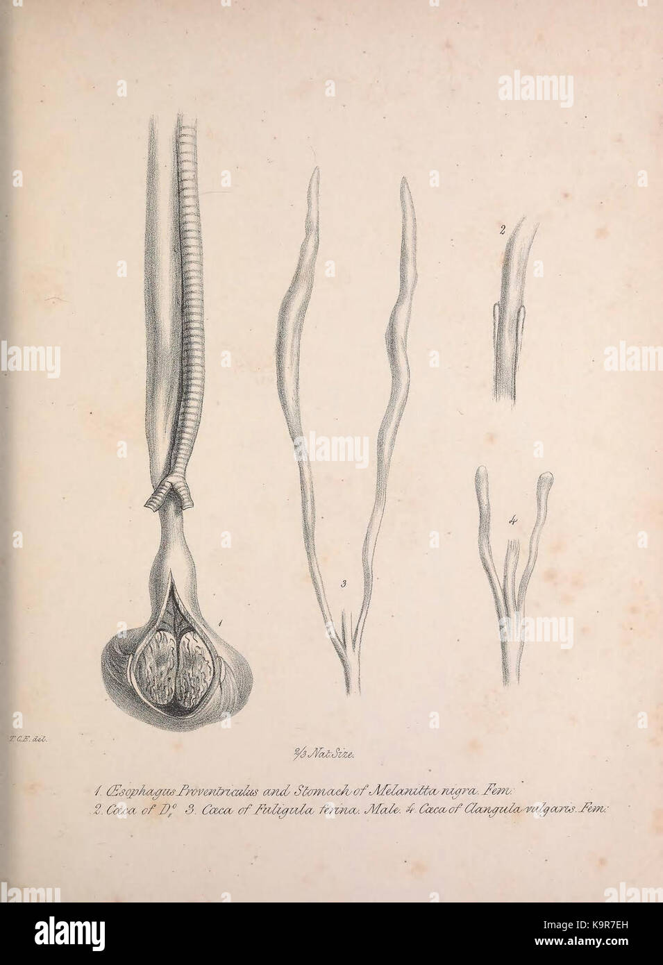 Osteologia avium, o uno schizzo della osteologia di uccelli (8537235330) Foto Stock