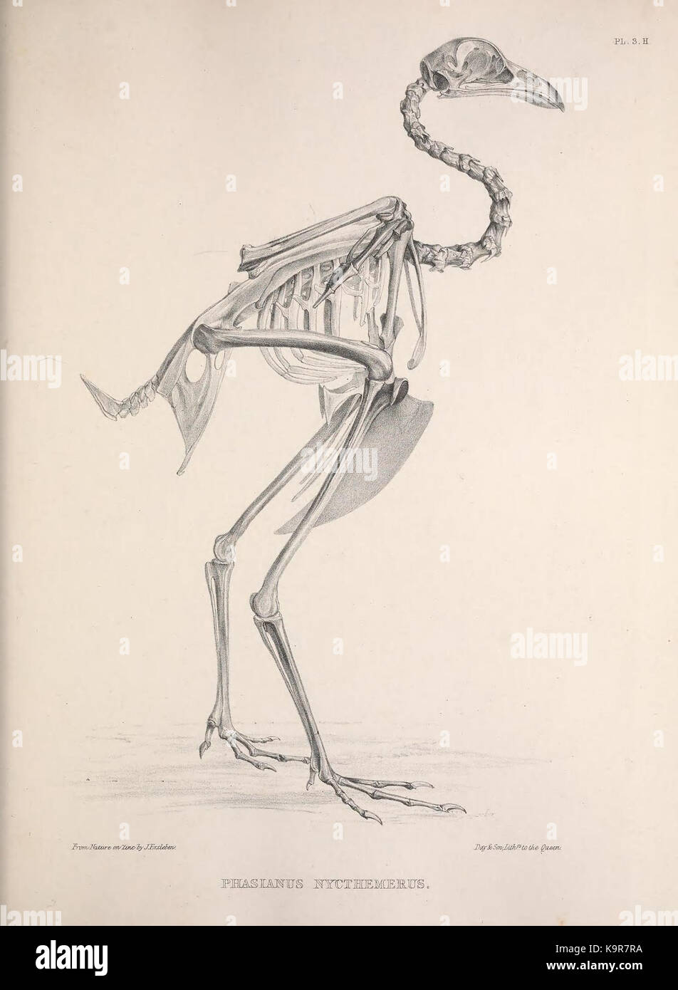 Osteologia avium, o uno schizzo della osteologia di uccelli (PL. 3.H) (8510575298) Foto Stock