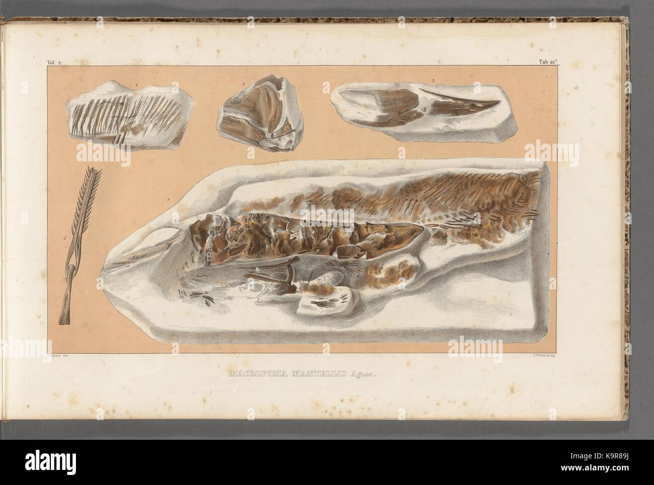 Recherches sur les poissons fossiles (Tab. 65.c.) (7267174512) Foto Stock