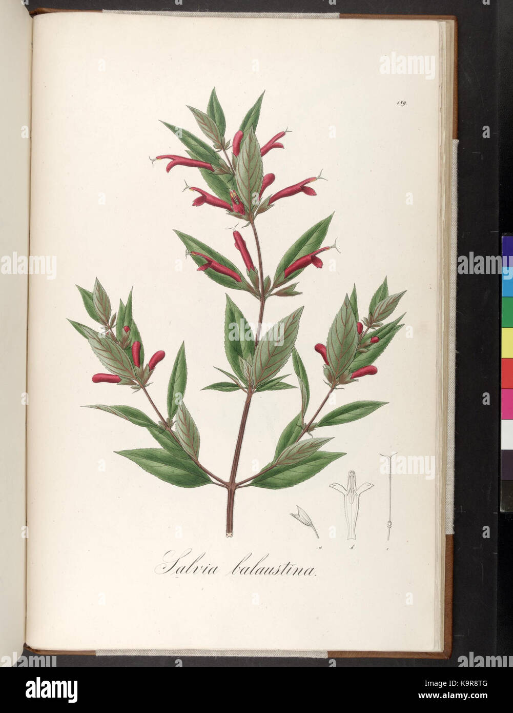 Plantarum Brasiliae icones et descriptiones hactenus ineditae (piastra 189) (6937689800) Foto Stock