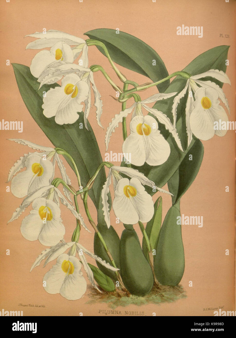 Un'illustrazione botanica dettagliata da "The Orchid album", con una varietà di specie di orchidee, disegnata da R. Warner e B.S. Williams nel 1884. Foto Stock