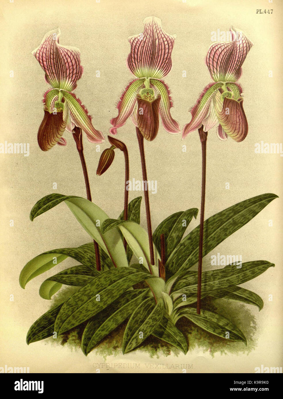 R. Warner & Bosch Williams l'Orchid Album volume piastra 10 447 (1893) Foto Stock