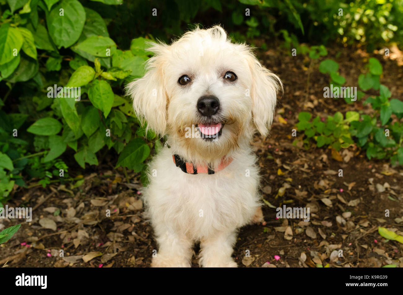 Happy dog è un simpatico soffice bianco piccolo cucciolo di cane con un grande sorriso sul suo volto. Foto Stock