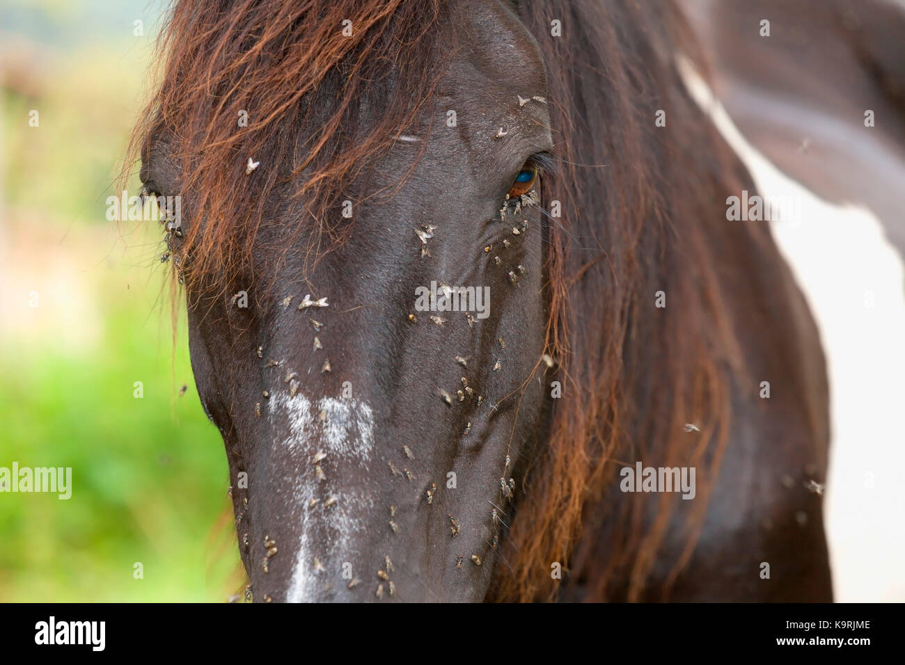 Un cavallo afflitto da mosche. Foto Stock