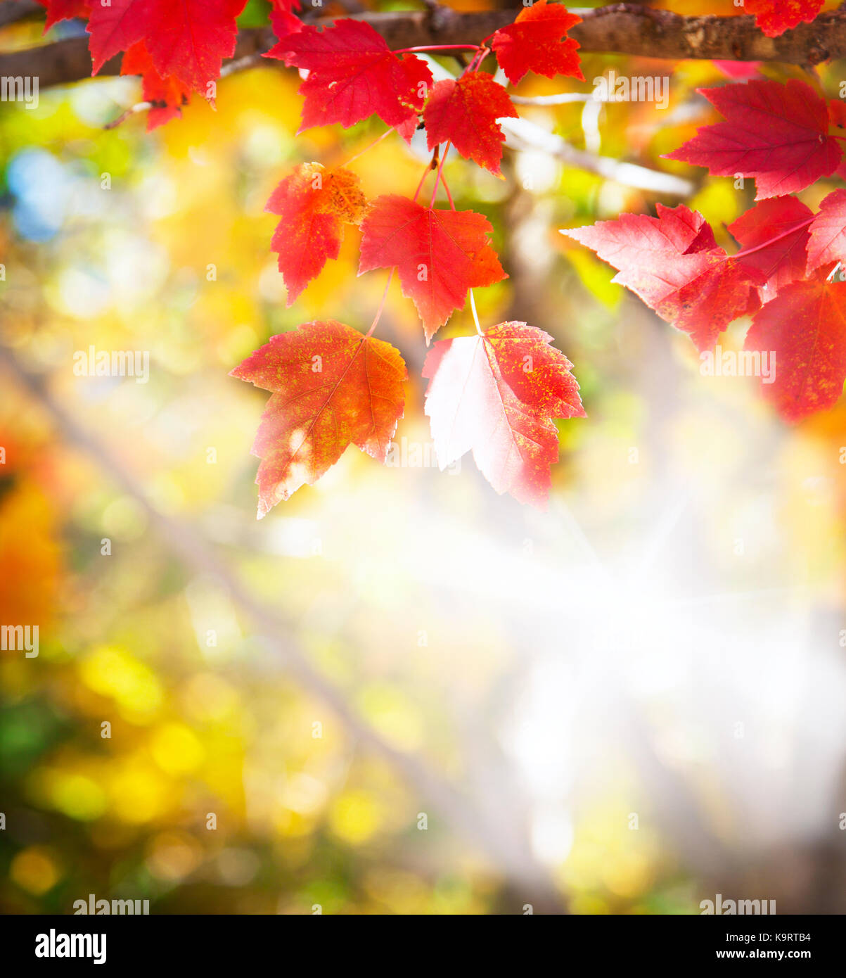 Abstract sfondo del fogliame. stagione autunnale. bellissimo sfondo di autunno Foto Stock