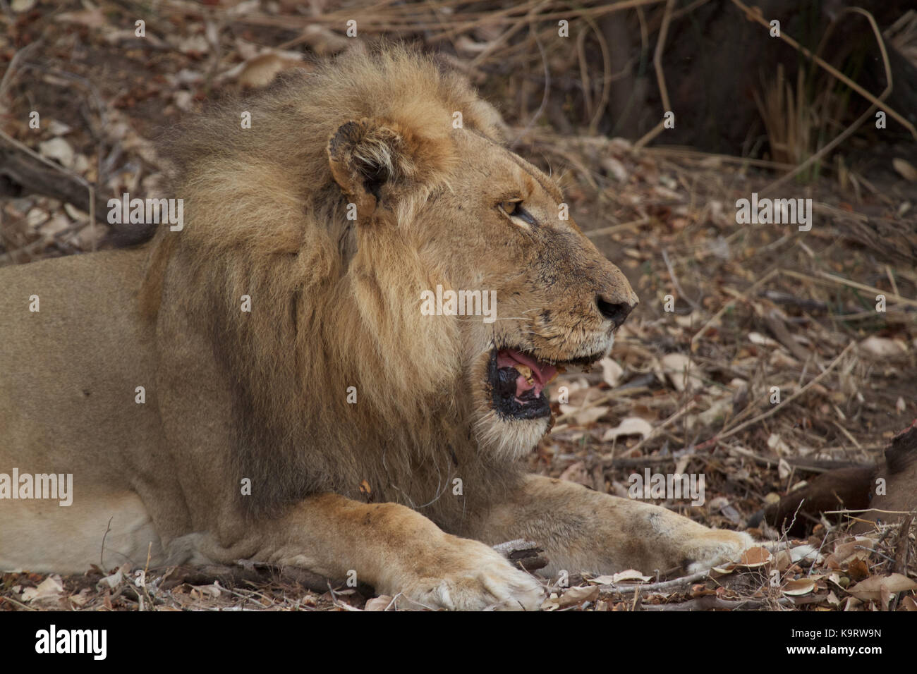 Grande parco di Kruger - Sudafrica Foto Stock