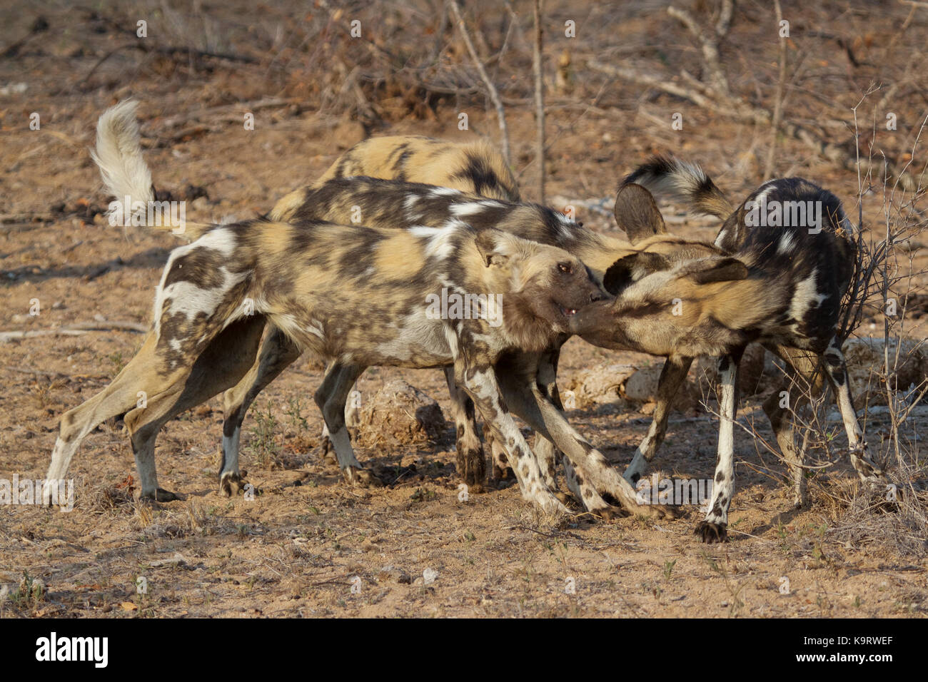 African wild dog Foto Stock