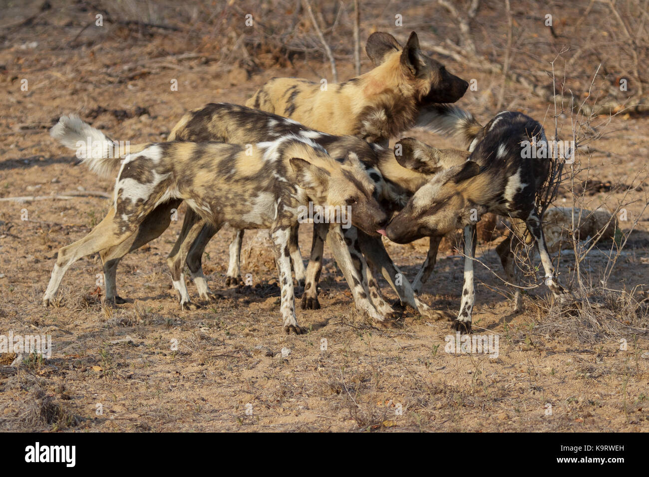 African wild dog Foto Stock