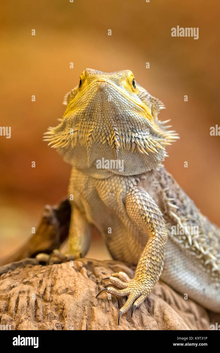Tuatara nella selvaggia, un ritratto Foto Stock