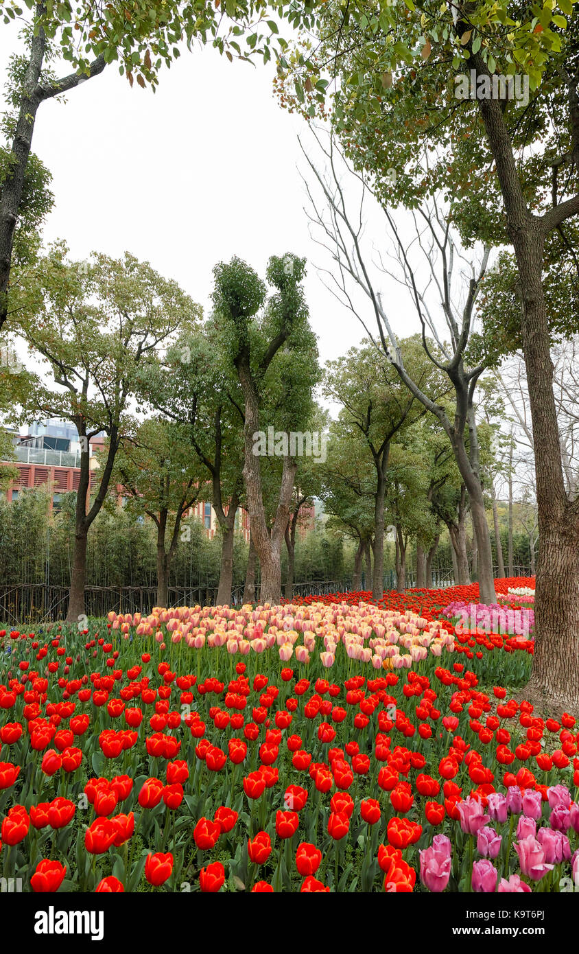 Tulip. bellissimo giardino campo di tulipani. tulipani colorati. i tulipani Foto Stock