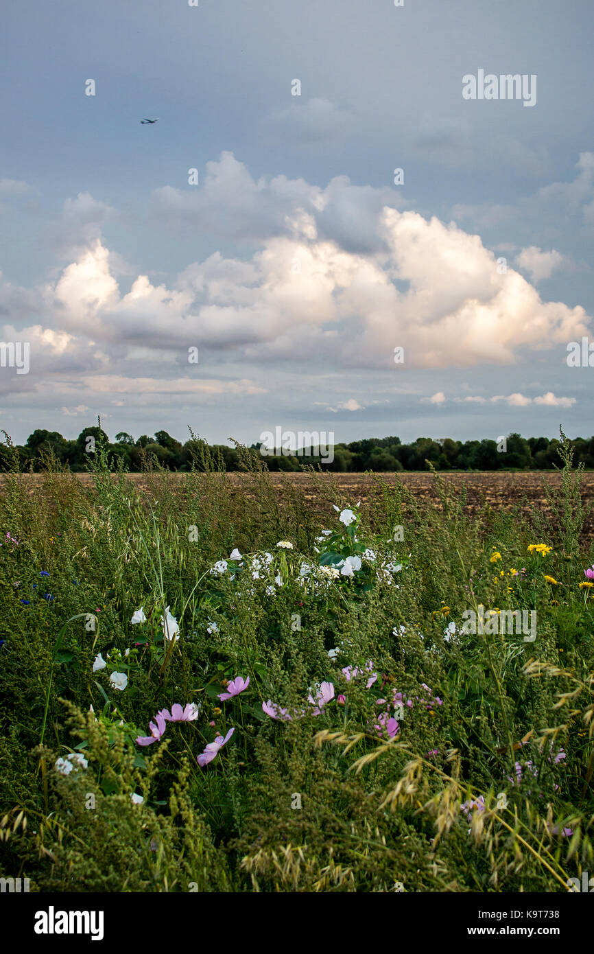 Campo di fiori selvaggi margini tra le città di Eton e Eton stoppino, Berkshire, Inghilterra. Foto Stock