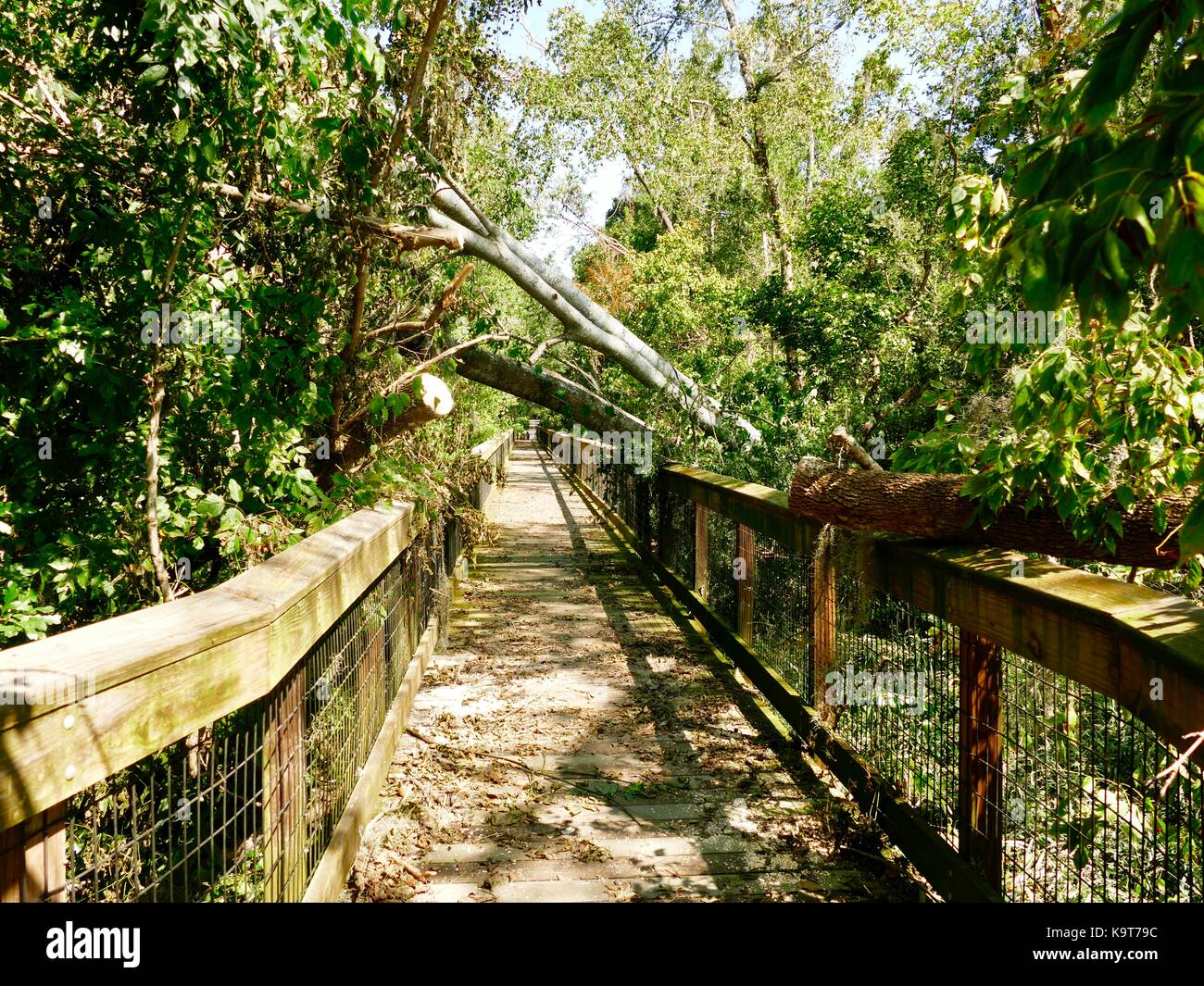 Alberi, alcuni già tagliati dal lavoro degli equipaggi, giacciono lungo il Boardwalk attraverso la foresta urbana. Gainesville, Florida, Stati Uniti d'America. Foto Stock