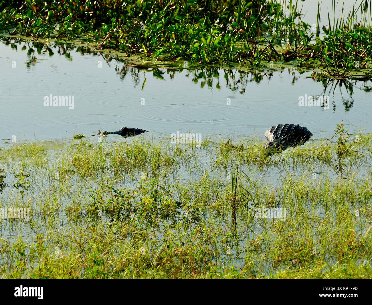 Due americani alligatori (Alligator mississippiensis), uno molto grande, parzialmente immerso nel bordo erboso di un lago. Gainesville, Florida, Stati Uniti d'America. Foto Stock