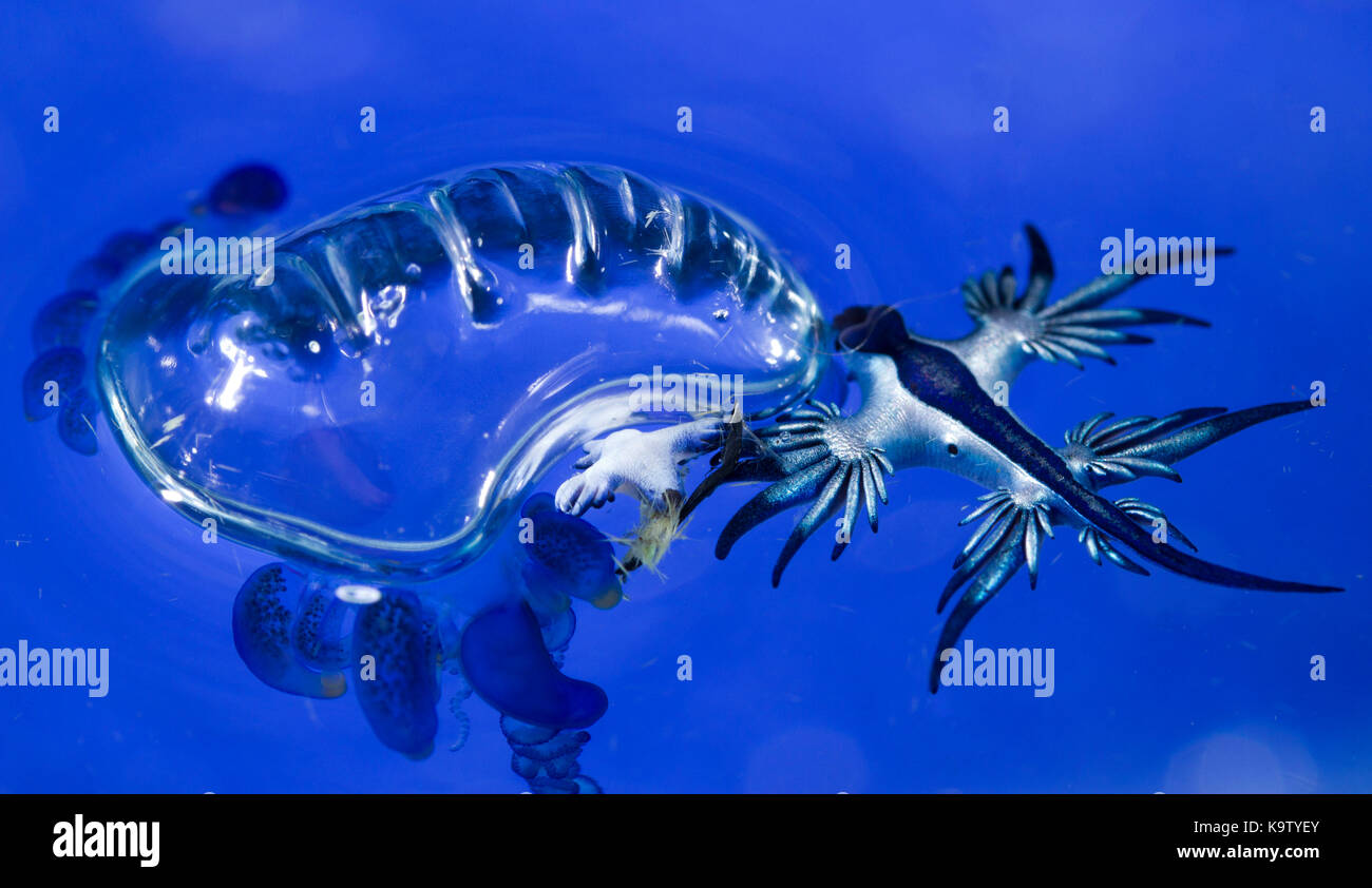 Queste specie pelagiche nudibranchi mangiare l'uomo-o-guerra medusa Foto Stock