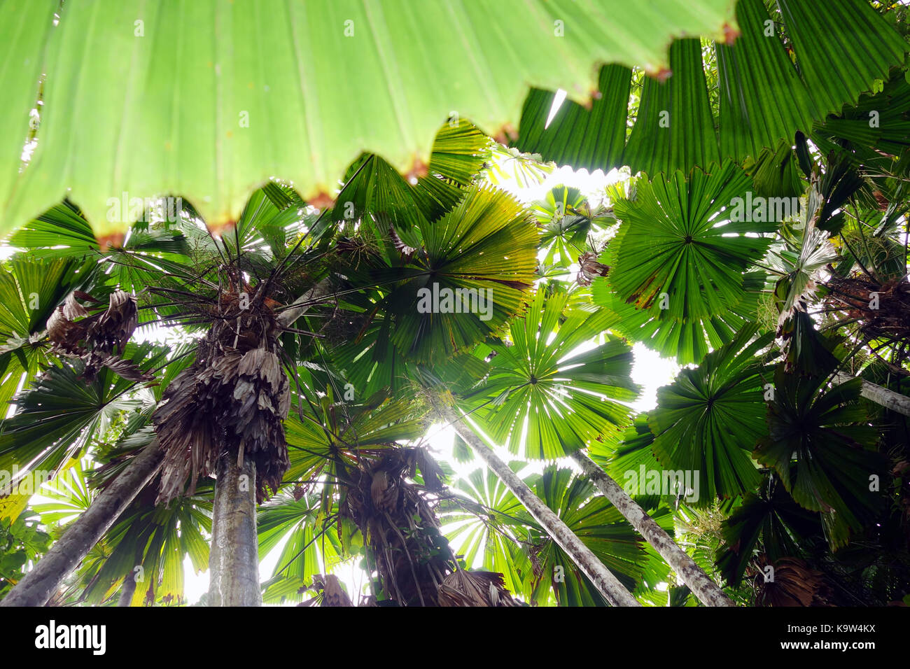 Foresta di palme della ventola (Licuala ramsayi), Djiru National Park, Mission Beach, Queensland, Australia Foto Stock