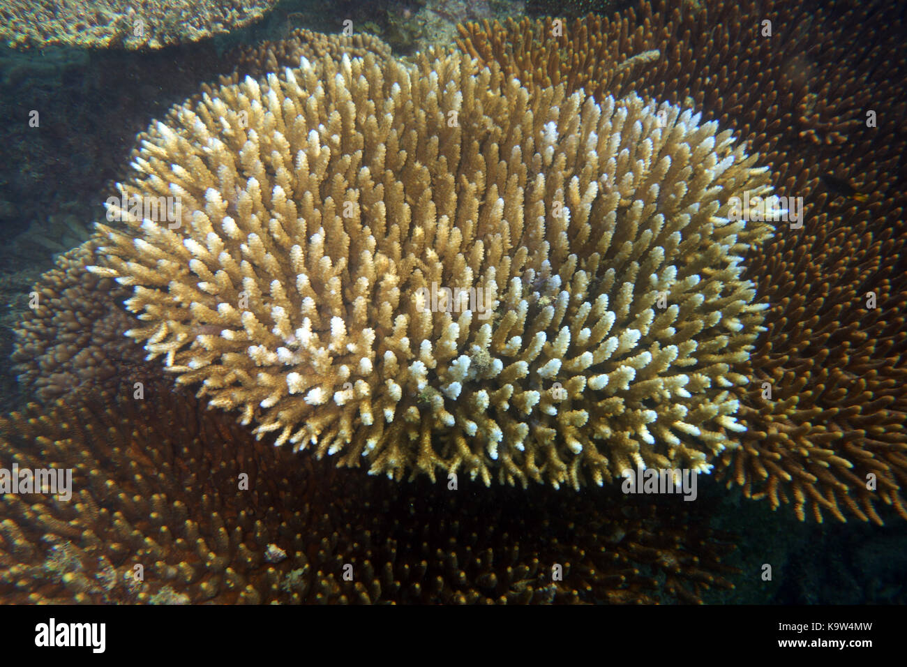 Corallo Acropora nel processo di lentamente recuperando da sbianca, la Grande Barriera Corallina, Queensland, Australia Foto Stock