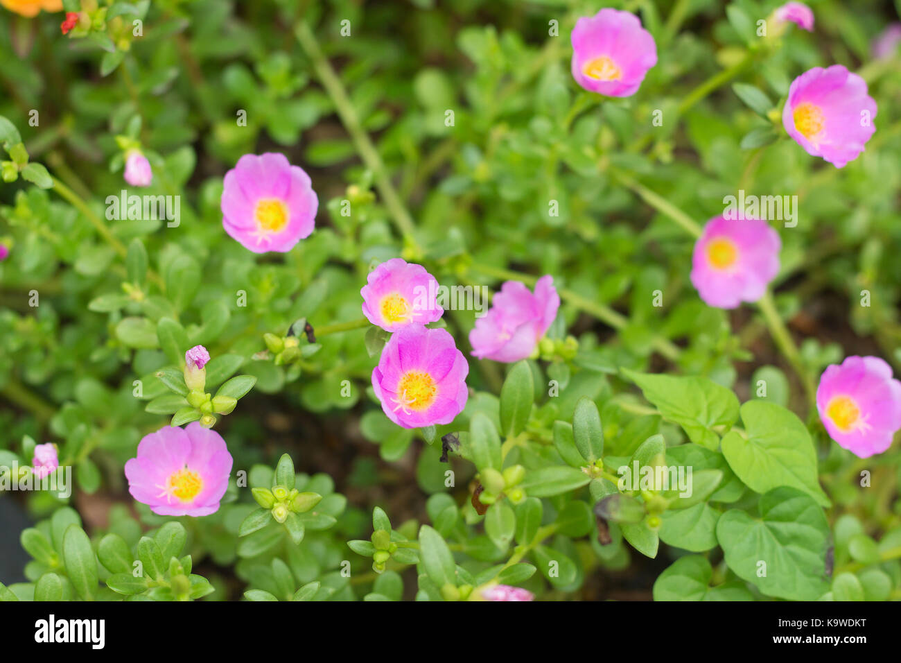 La bellezza del fiore pussley o moss rose sotto luce naturale al mattino (soft focus) Foto Stock