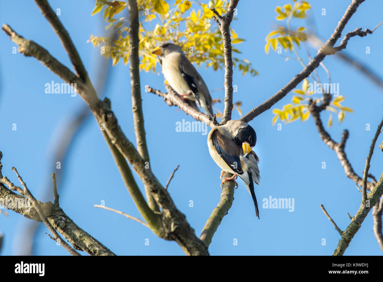 Giallo-fatturati grosbeak (eophona migratoria) appollaiate su albero Foto Stock