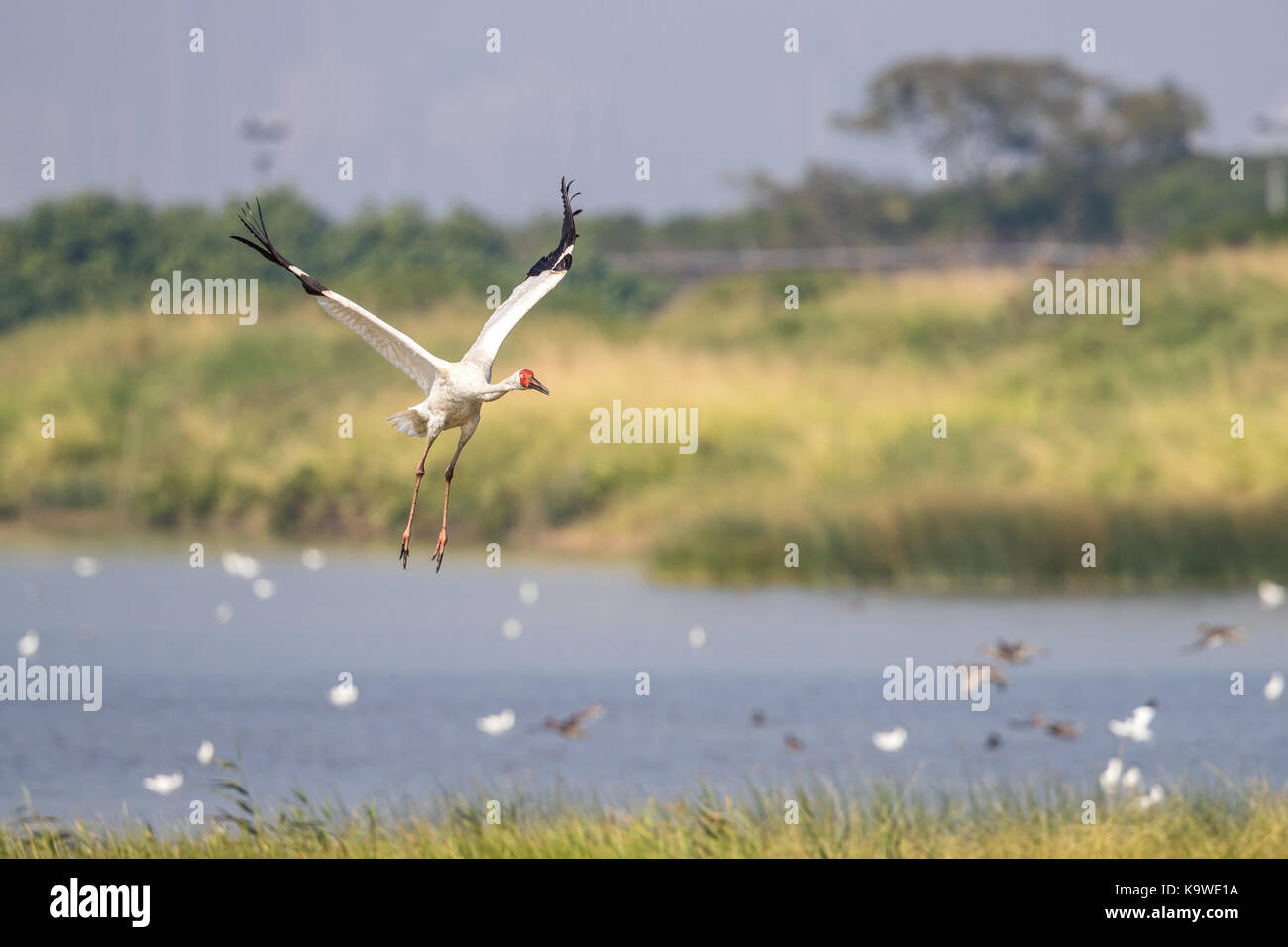 Uccello in volo - gru siberiana (grus leucogeranus) Foto Stock