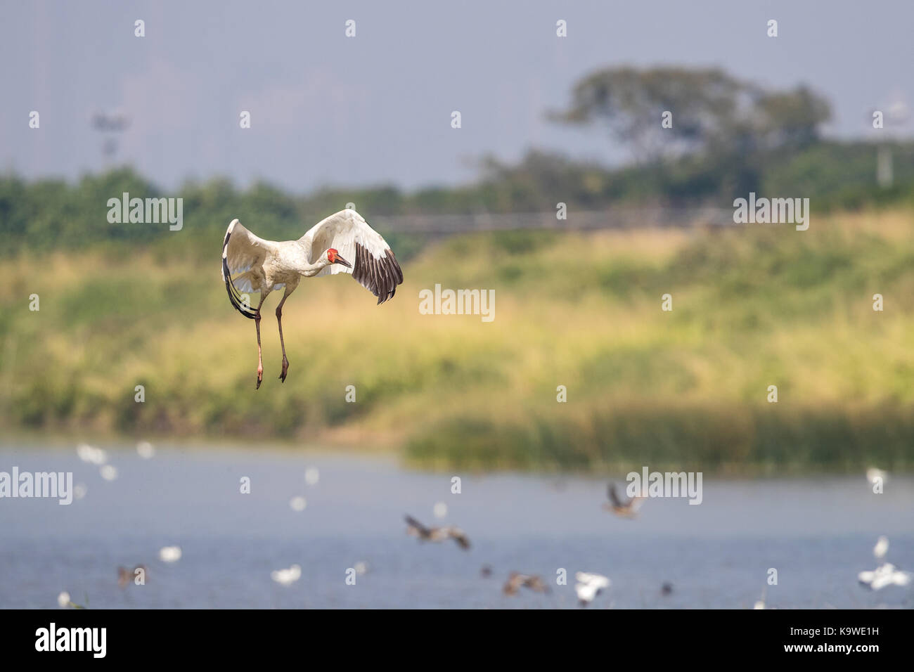 Uccello in volo - gru siberiana (grus leucogeranus) Foto Stock