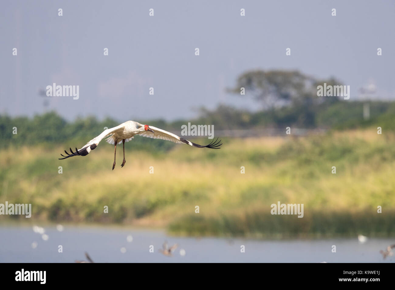 Uccello in volo - gru siberiana (grus leucogeranus) Foto Stock