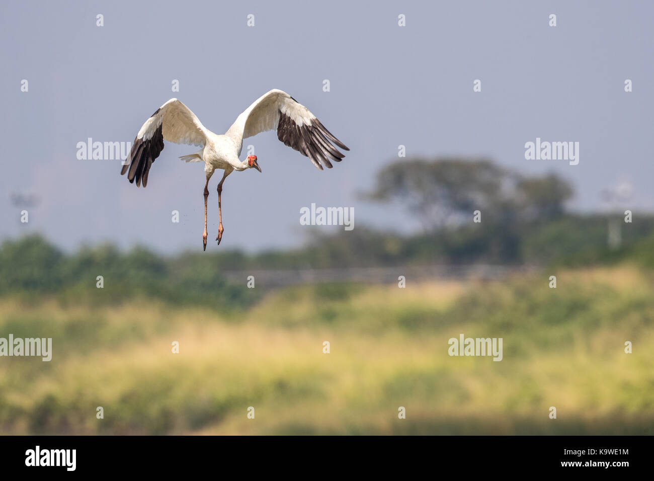 Uccello in volo - gru siberiana (grus leucogeranus) Foto Stock