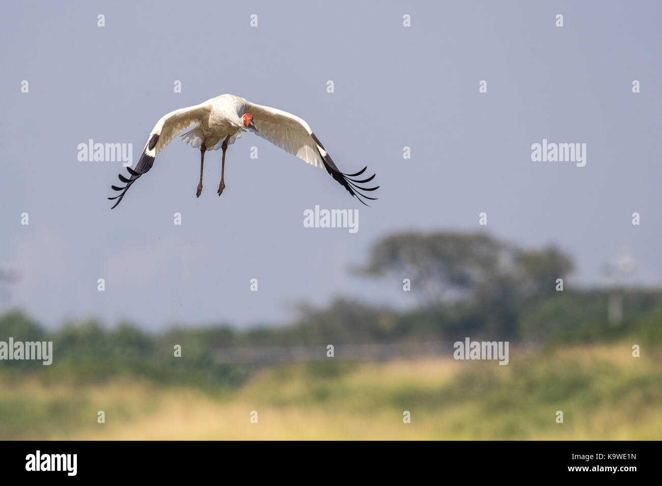 Uccello in volo - gru siberiana (grus leucogeranus) Foto Stock