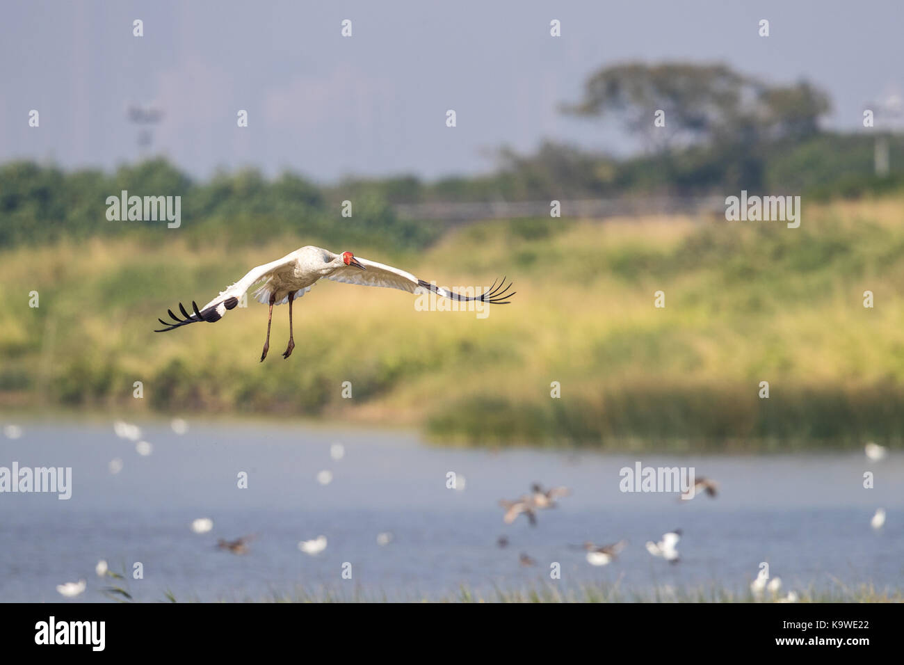 Uccello in volo - gru siberiana (grus leucogeranus) Foto Stock