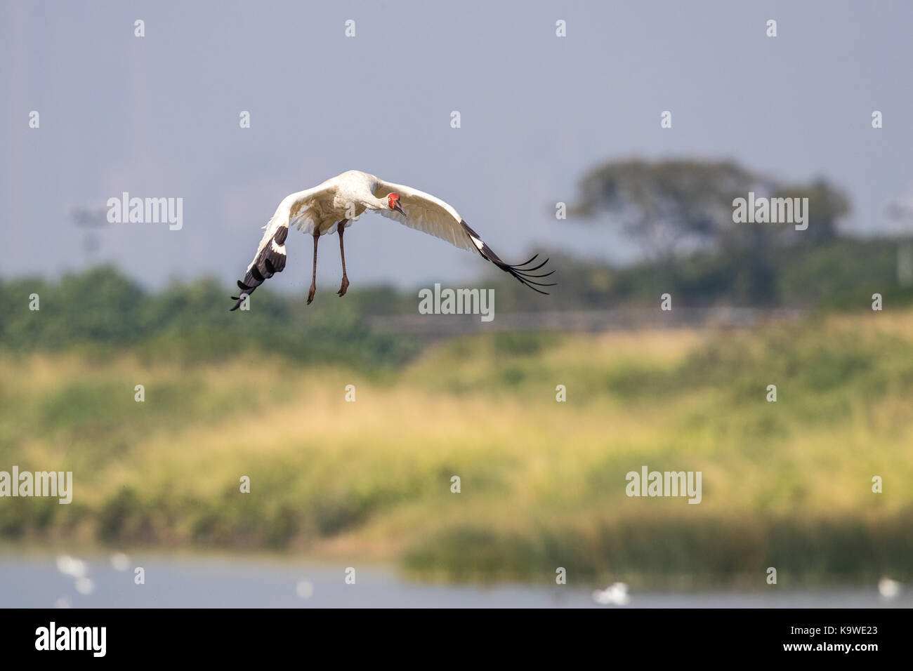 Uccello in volo - gru siberiana (grus leucogeranus) Foto Stock