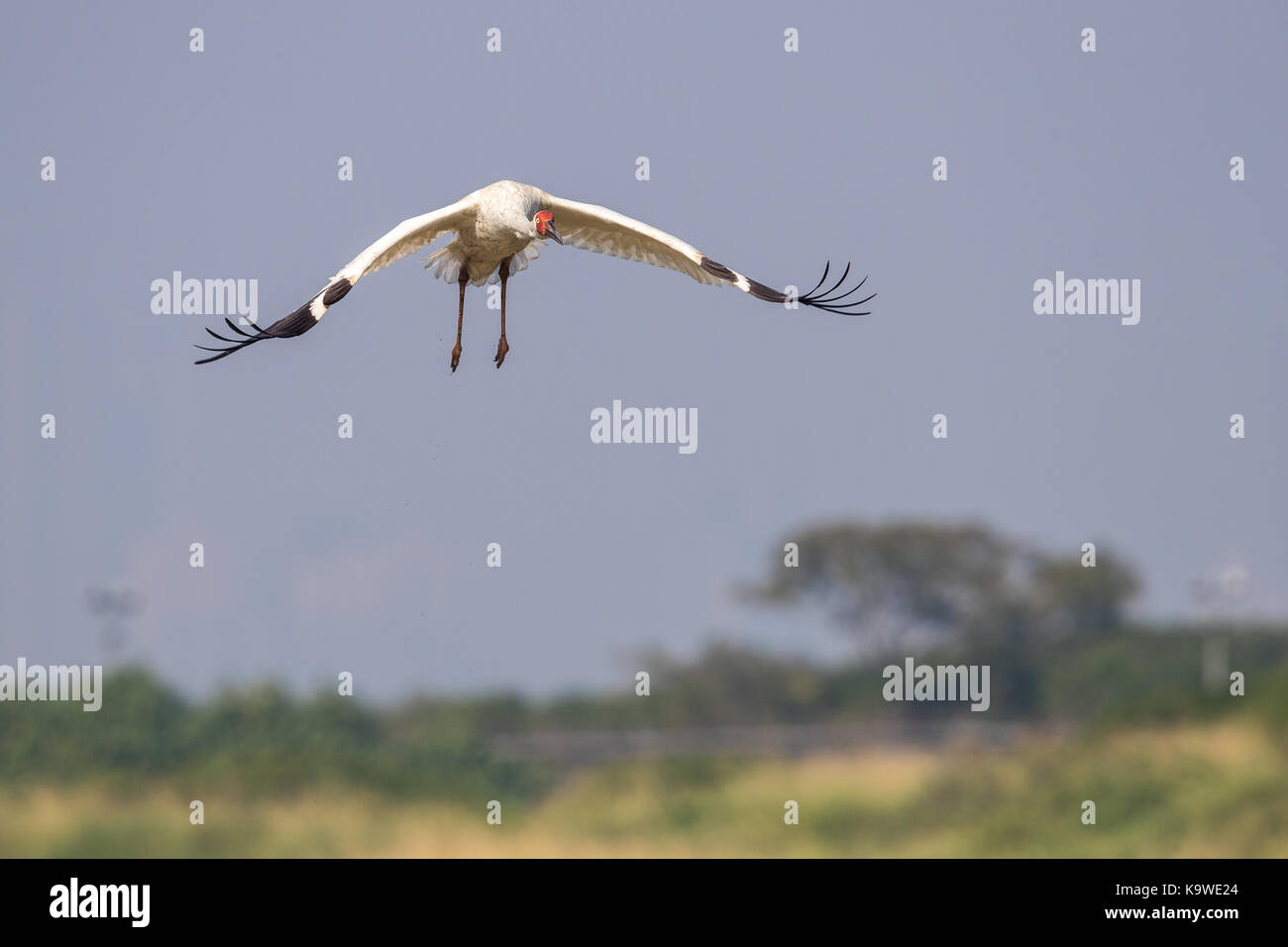 Uccello in volo - gru siberiana (grus leucogeranus) Foto Stock