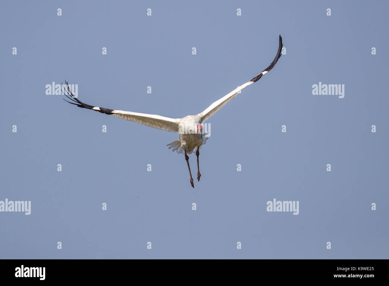Uccello in volo - gru siberiana (grus leucogeranus) Foto Stock