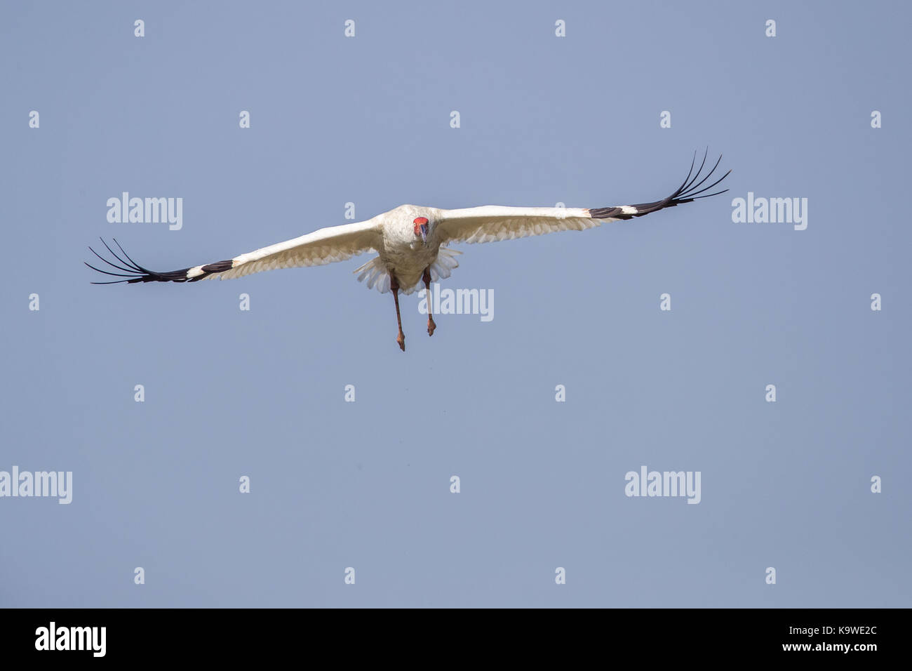 Uccello in volo - gru siberiana (grus leucogeranus) Foto Stock